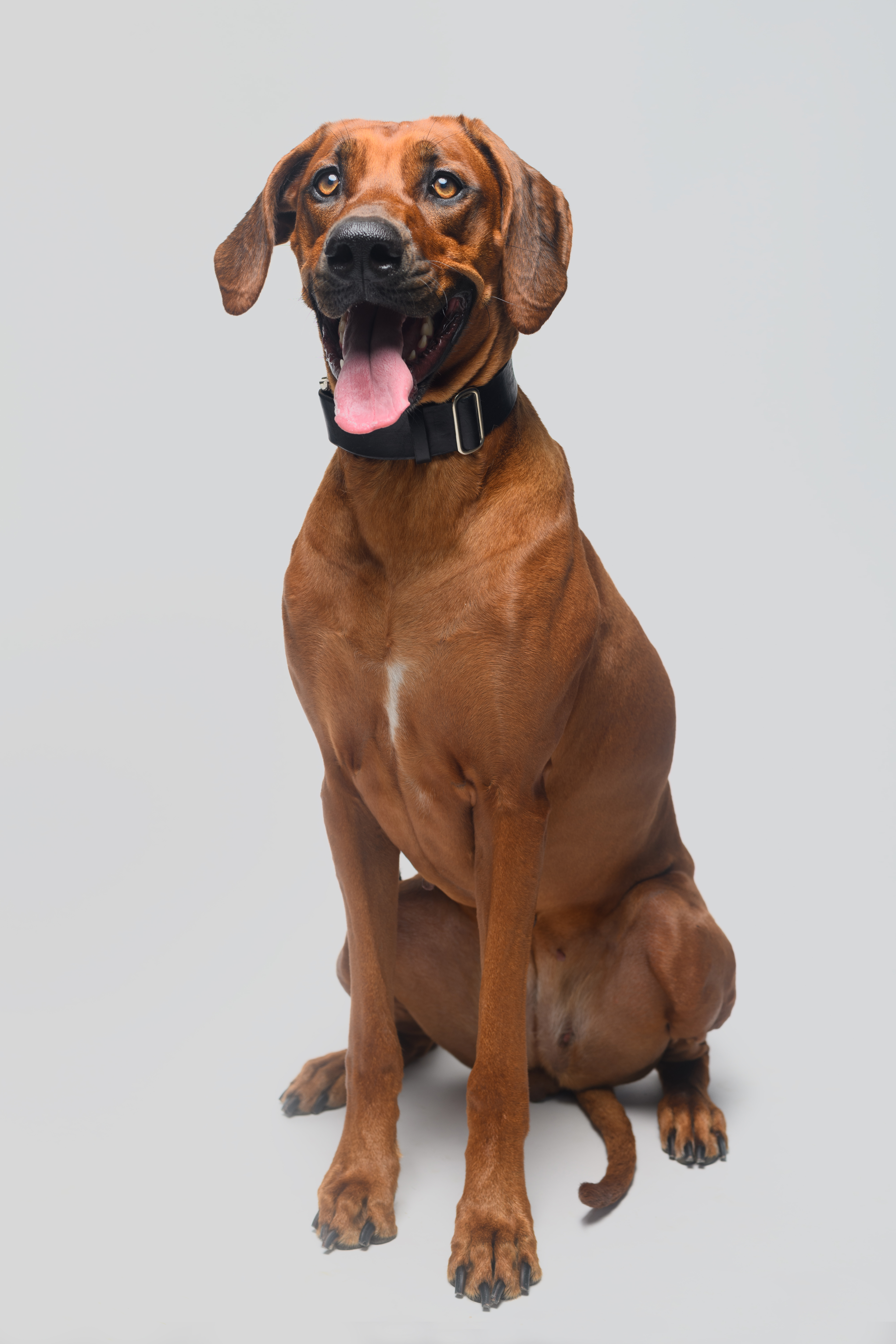 Ruby the Rhodesian Ridgeback