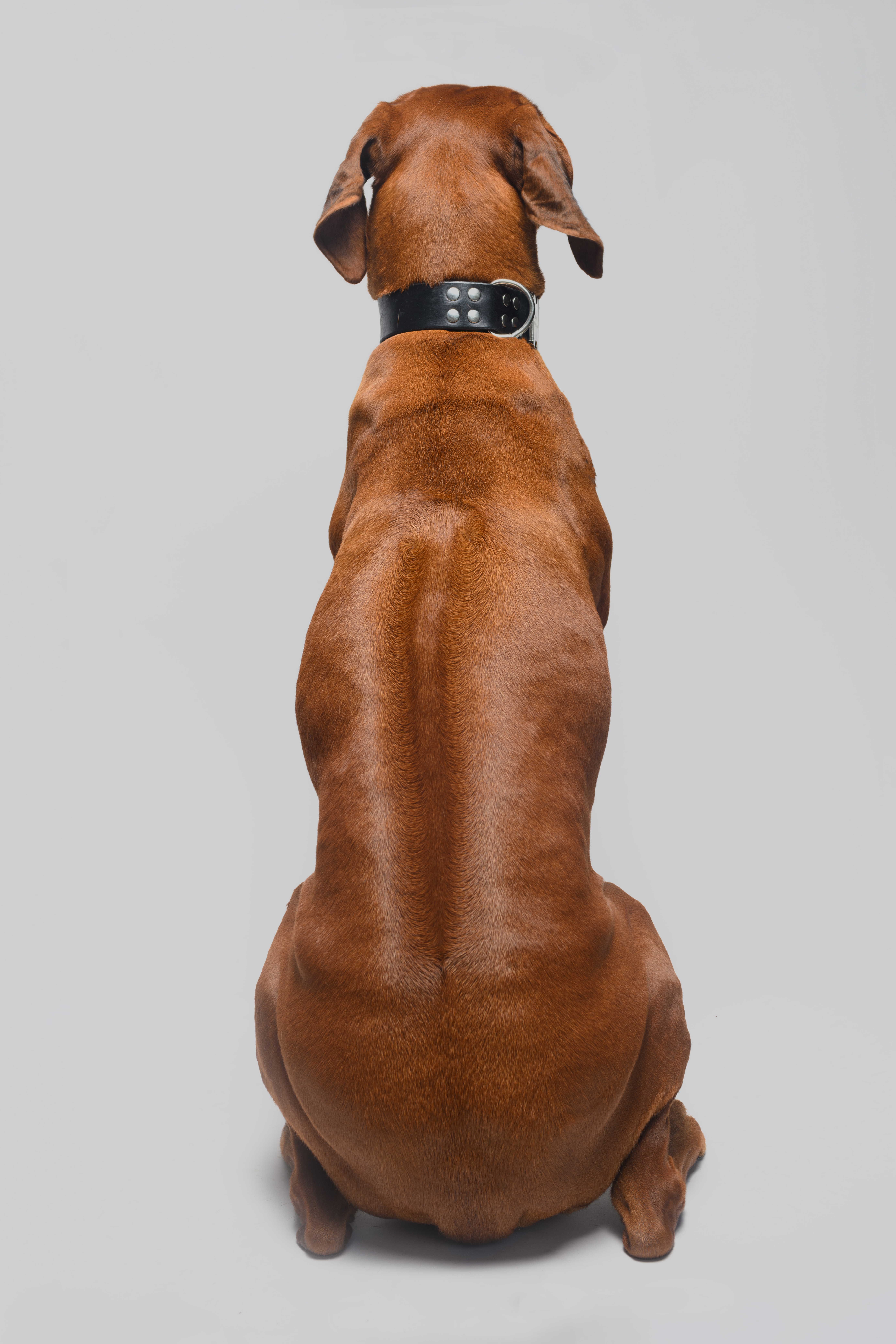 Ruby the Rhodesian Ridgeback